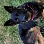 Zaginął pies, Łódź, 22 października 2025