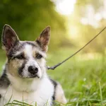 Pies do adopcji, Nowodwór, 20 października 2025