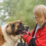 Pies do adopcji, Nowodwór, 20 października 2025