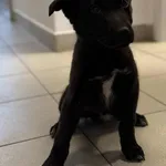 Znaleziono psa, Lublin, 21 października 2025