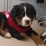 Znaleziono psa, Racławice, 18 października 2025