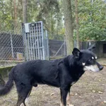 Pies do adopcji, Milanówek, 4 lutego 2026