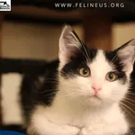 Bumerang - Sympatyczny, nieco niezależny kocurek czeka na dom