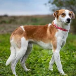 Znaleziono psa, Racławice, 17 października 2025