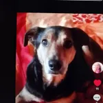 Zaginął pies, Łódź, 22 października 2025