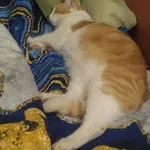 Zaginął kot, Łódź, 22 października 2025