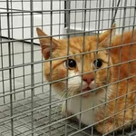 Kocurek poz. 25/796/K