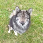 Zaginął pies, Gulinek, 23 października 2025