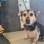 Przyjęty: 2025-10-21 Gmina: Morawica Płeć: Pies Opis: mieszaniec, czarne-podpalane