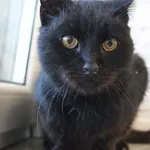 Kot do adopcji, Grudziądz, 18 października 2025