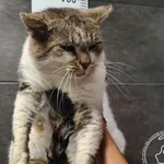 Znaleziono kota, Chełmek, 22 października 2025