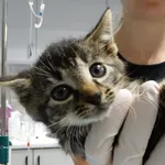 Kot do adopcji, Szczecin, 22 października 2025