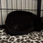 Znaleziono kota, Bydgoszcz, 17 października 2025