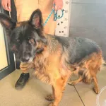 Znaleziono psa, Chełmek, 22 października 2025