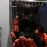 Znaleziono kota, Szczecin, 23 października 2025