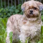 Pies do adopcji, Sopot, 23 października 2025