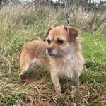 Znaleziono psa, Henrykowo, 18 października 2025