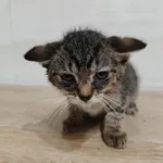 Znaleziono kota, Czartki, 23 października 2025