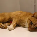 Znaleziono kota, Łódź, 23 października 2025