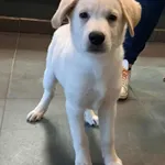 Znaleziono psa, Olsztyn, 24 października 2025