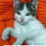 Oddam kota, Olsztyn, 24 października 2025