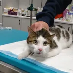 Znaleziono kota, Szczecin, 23 października 2025