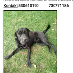 Zaginął pies, Łódź, 23 października 2025