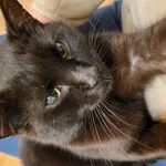 Znaleziono kota, Łódź, 24 października 2025