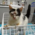 Znaleziono kota, Szczecin, 23 października 2025