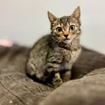 Kot do adopcji, Piła, 6 lipca 2025