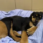 Telma