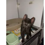 Znaleziono kota, Białystok, 23 października 2025