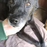 Devo i Devi, łagodne delikatne psiaki do adopcji! 