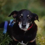 Oddam psa, Olsztyn, 25 października 2025