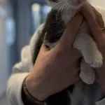 Znaleziono kota, Lublin, 21 października 2025