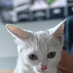 Znaleziono kota, Lublin, 14 października 2025