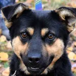 Znaleziono psa, Pieckowo, 23 października 2025