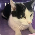 Znaleziono kota, Lublin, 12 października 2025