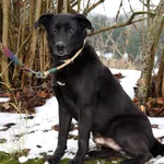 Znaleziono psa, Pieckowo, 23 października 2025