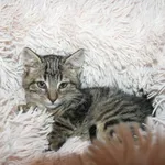 Kot do adopcji, Nowy Dwór Mazowiecki, 24 października 2025