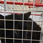 Znaleziono kota, Lublin, 13 października 2025