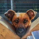 Oddam psa, Olsztyn, 25 października 2025