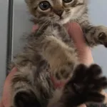 Znaleziono kota, Lublin, 20 października 2025