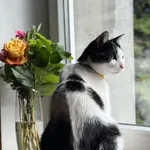 Zaginął kot, Toruń, 25 października 2025