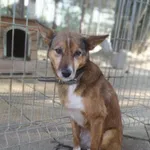 Oddam psa, Olsztyn, 25 października 2025