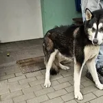 Pies do adopcji, Choszczno, 24 października 2025