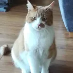 Zaginął kot, Kraków, 27 października 2025