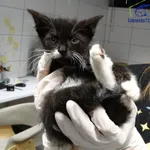 Kot do adopcji, Szczecin, 25 października 2025