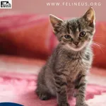 Kot do adopcji, Chmielnik, 27 października 2025