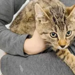 Znaleziono kota, Toruń, 25 października 2025